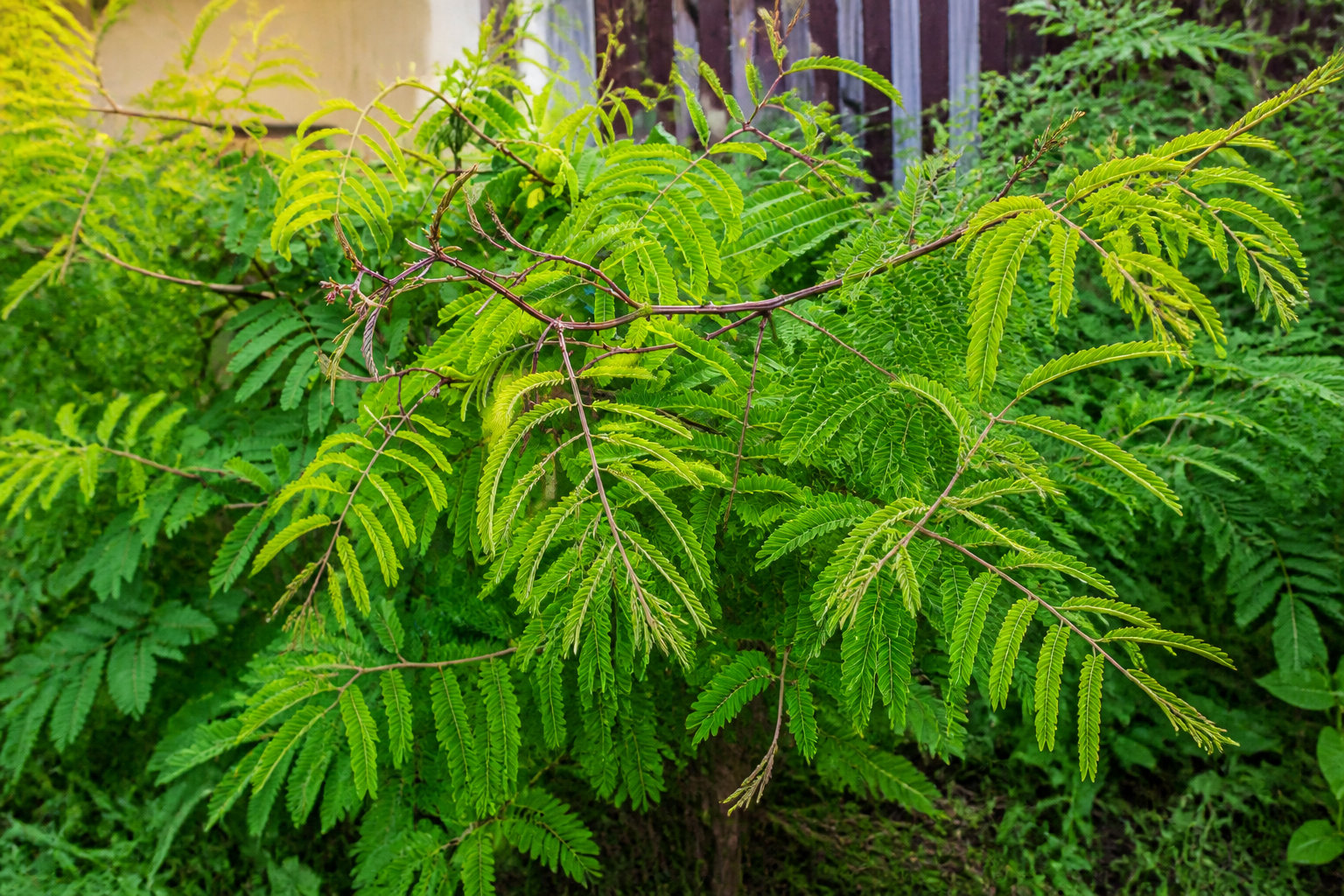 Pourquoi les bienfaits de la poudre de shikakai vont transformer ta routine 🌿